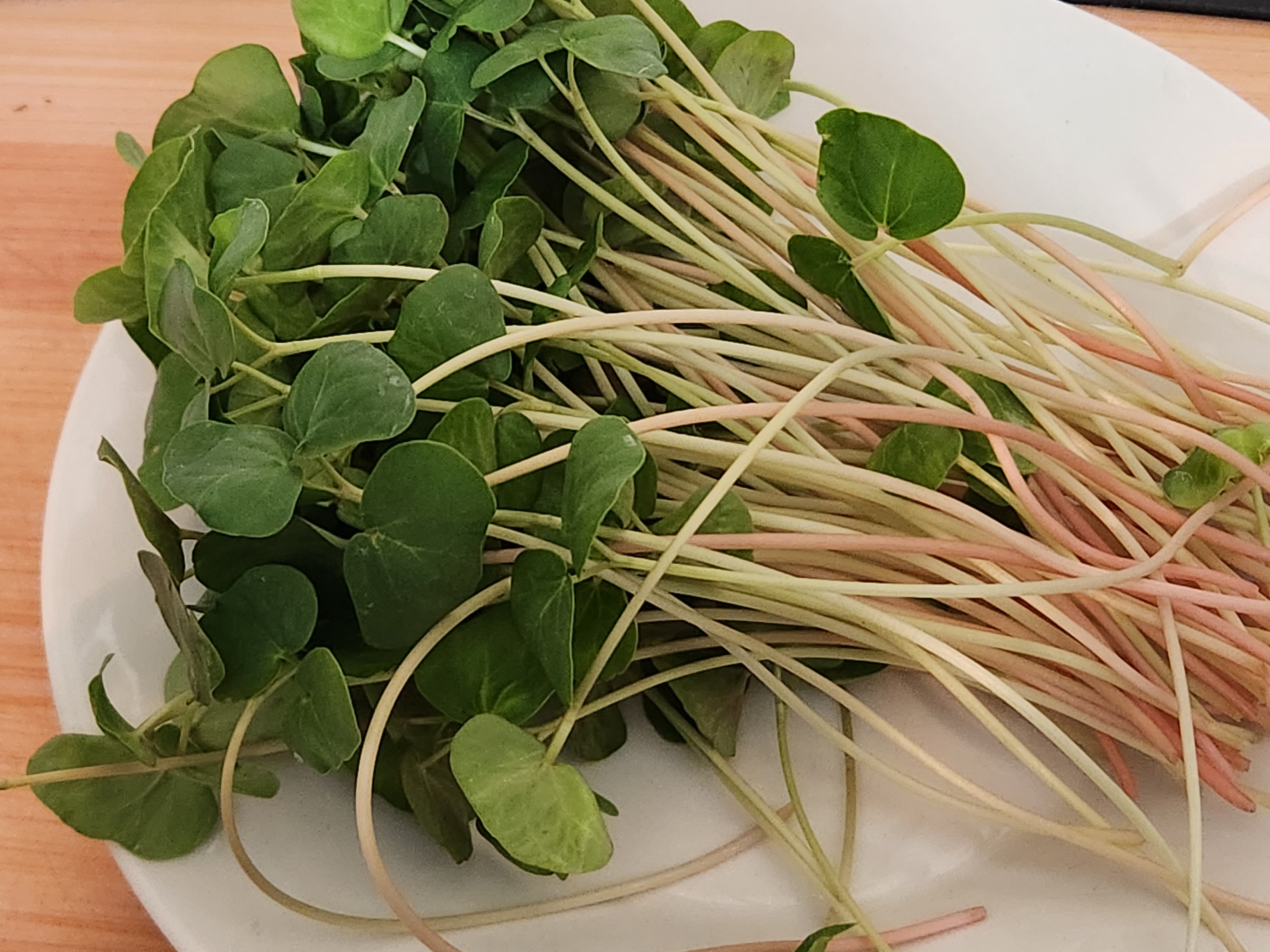 Harvest Share Pack: Fresh Microgreens