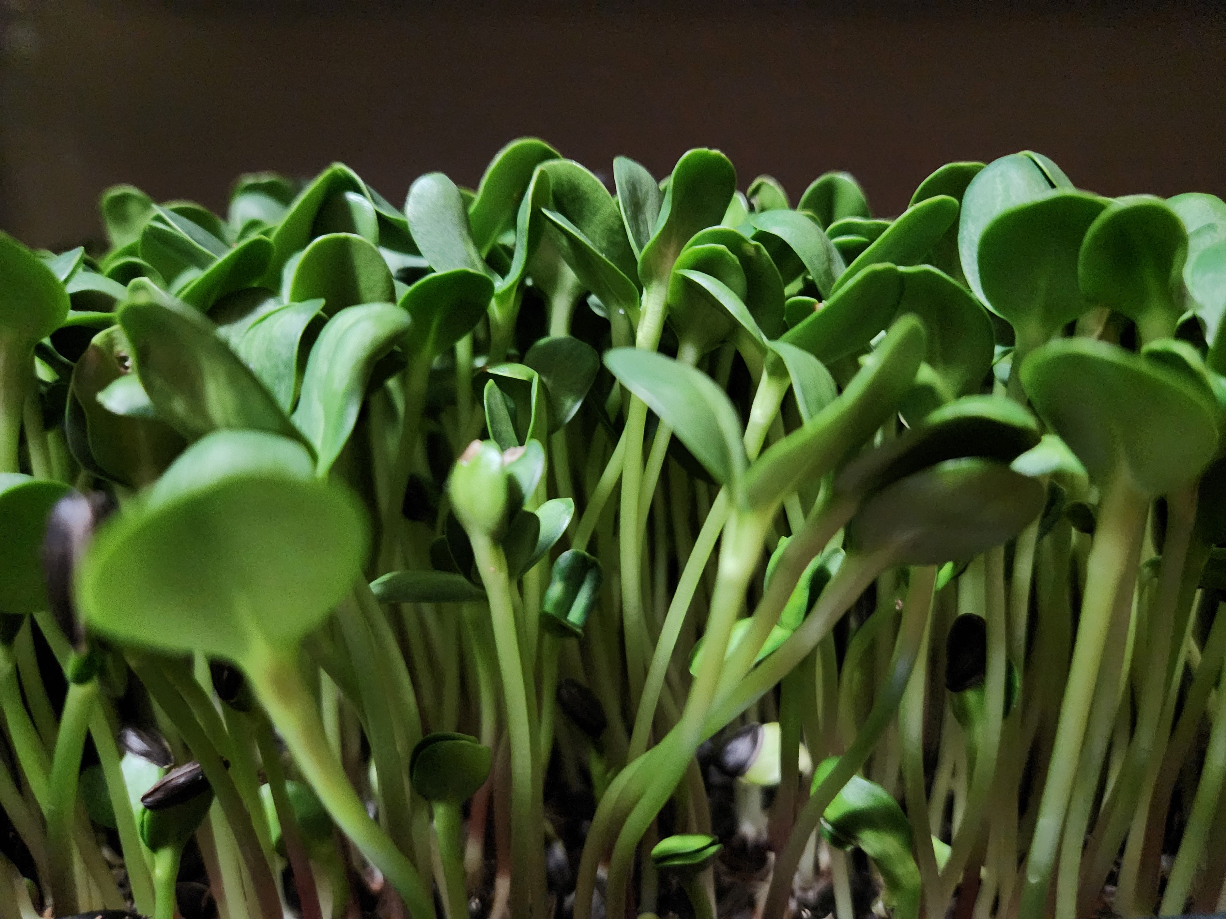 Harvest Share Pack: Fresh Microgreens