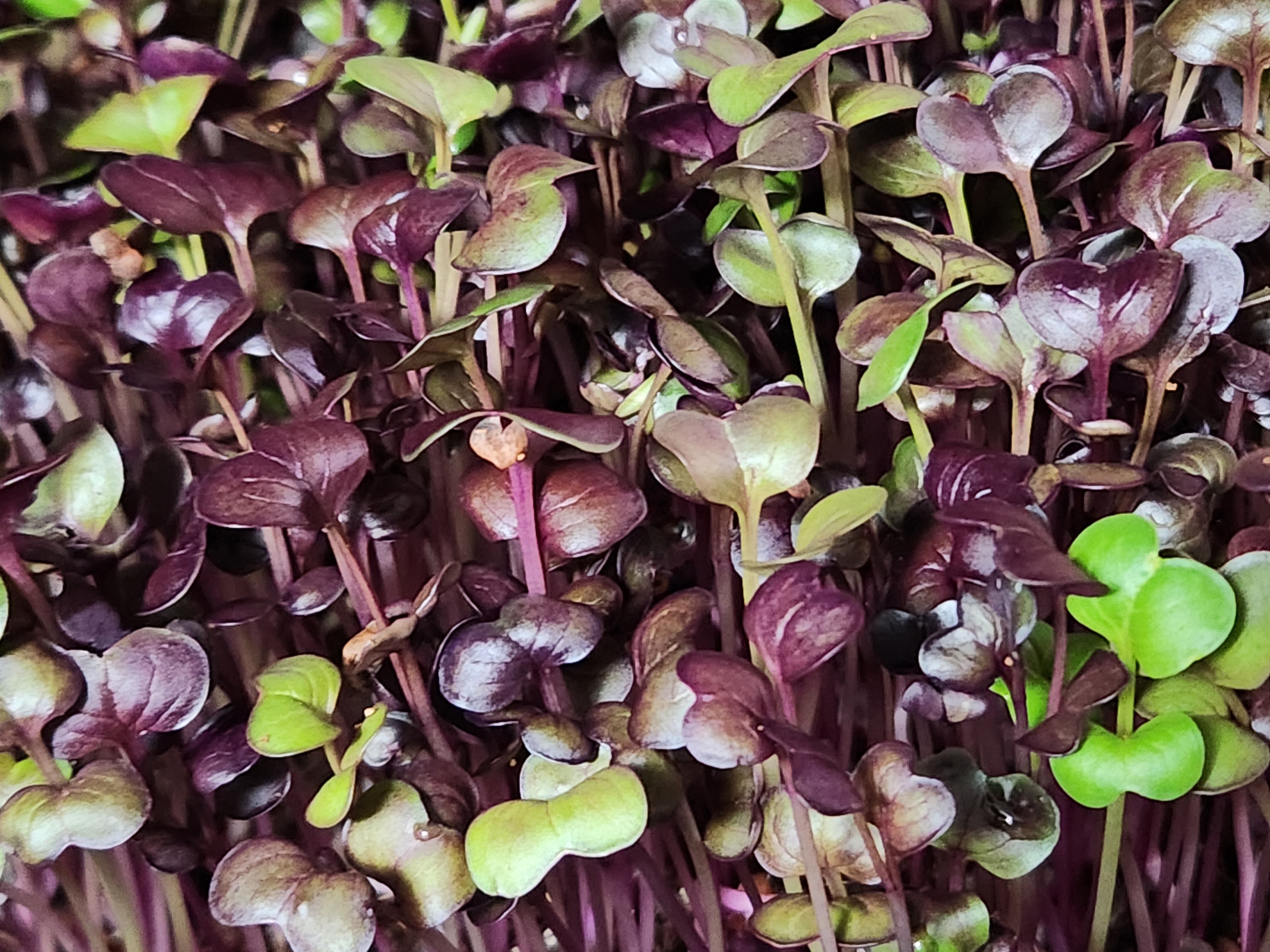 Harvest Share Pack: Fresh Microgreens