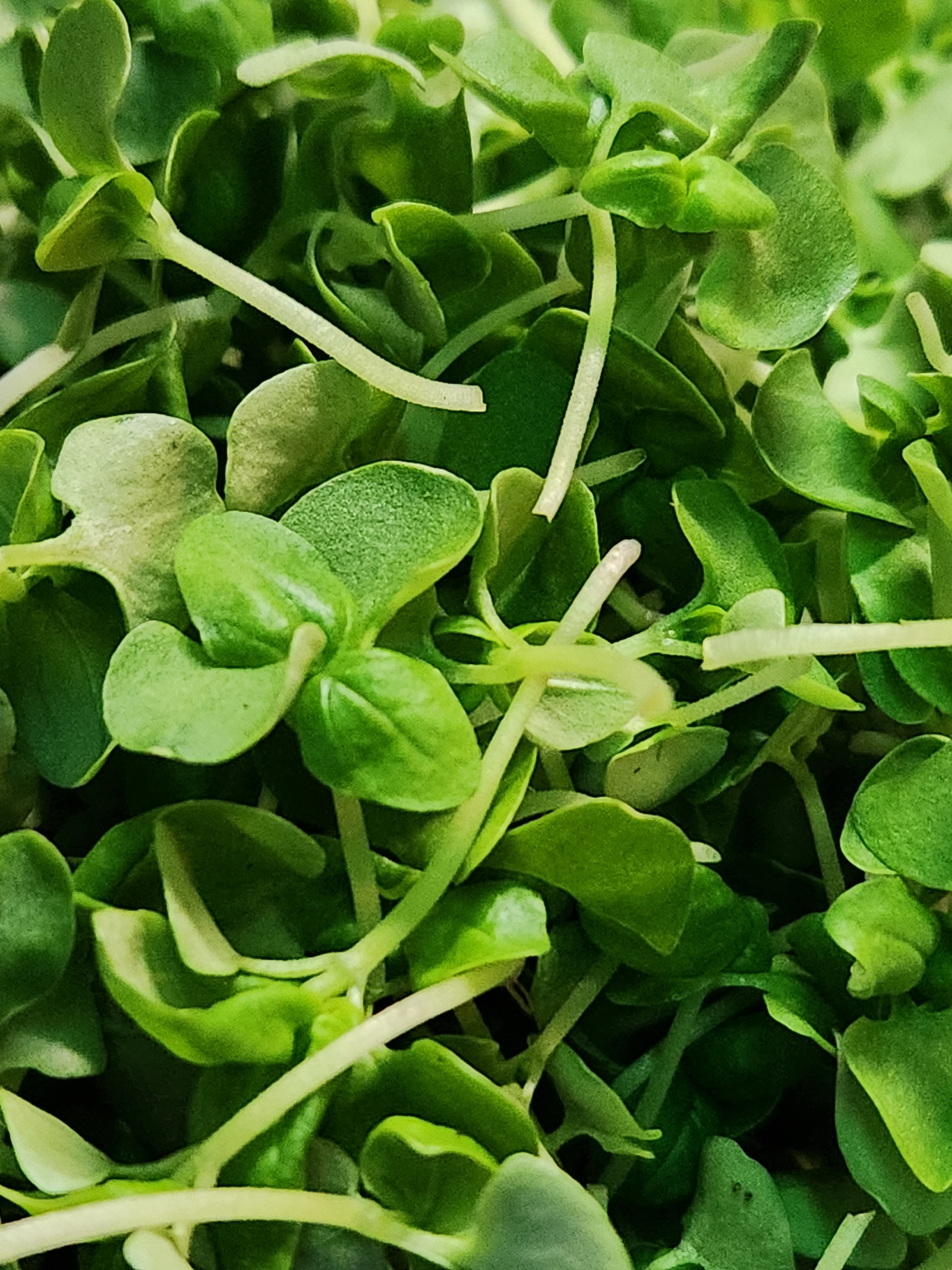 Harvest Share Pack: Fresh Microgreens