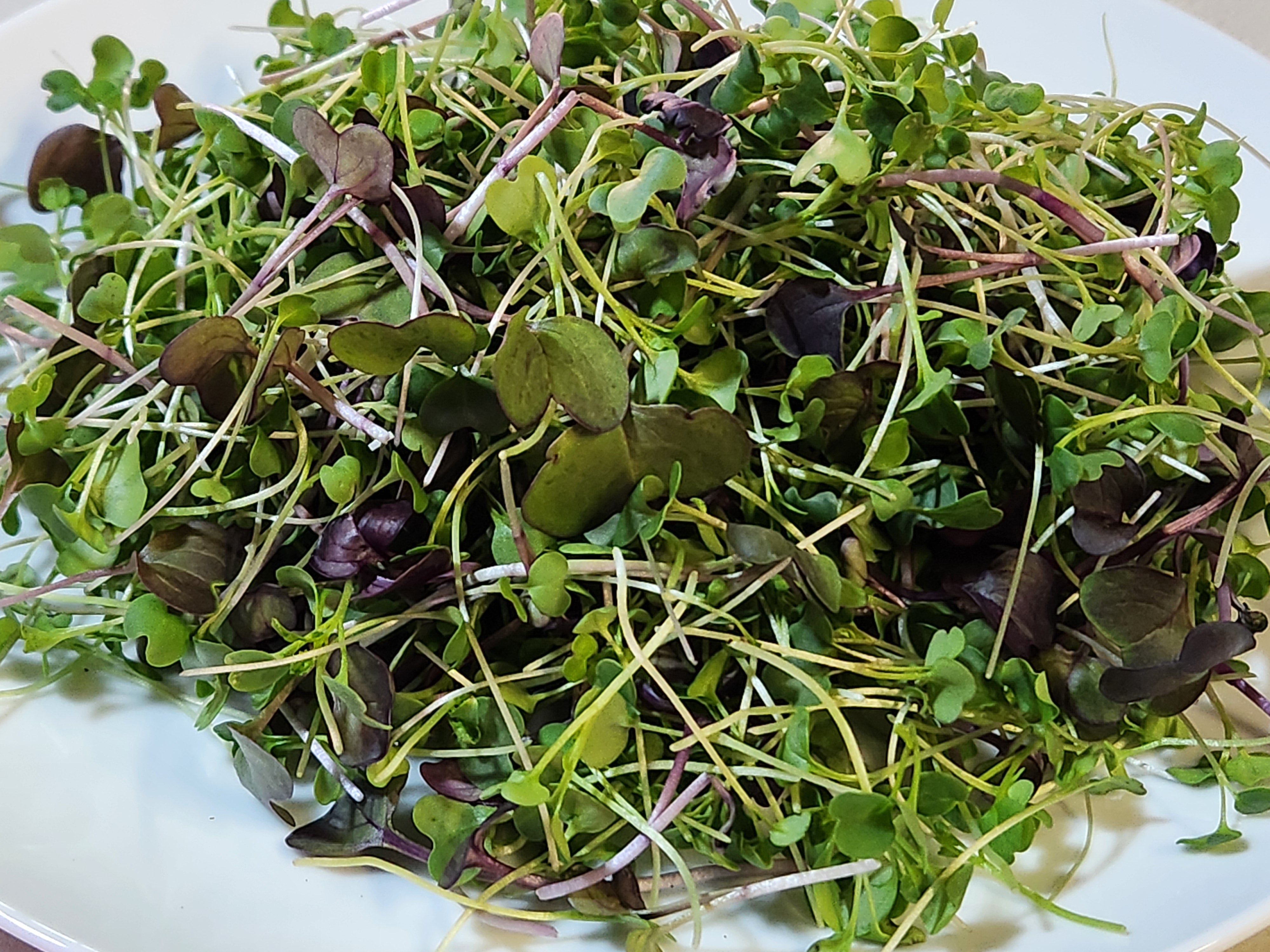 Harvest Share Pack: Fresh Microgreens